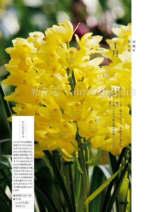 [图片2]-ＮＨＫ 趣味の園芸杂志《ＮＨＫ 趣味の園芸 2023年 1月号 ［雑誌］ (NHKテキスト)》高清全本下载插图-新杂志-提供高质量日系杂志